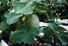 Melon cultivation