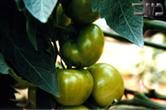 Tomato greenhouse