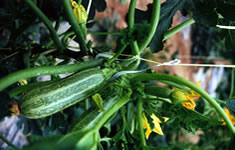 Cucumber greenhouse